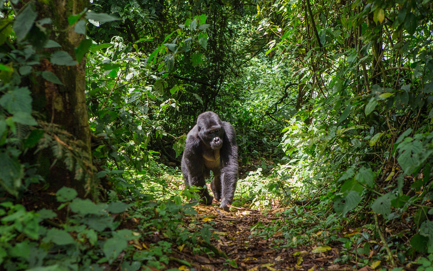 Gorilla Trekking Adventure