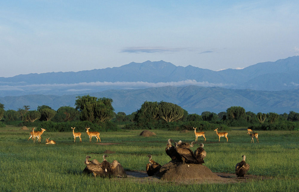 Queen Elizabeth Wildlife Safari