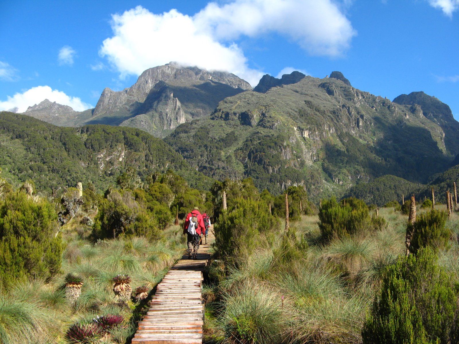 Rwenzori Mountains Hiking Expedition