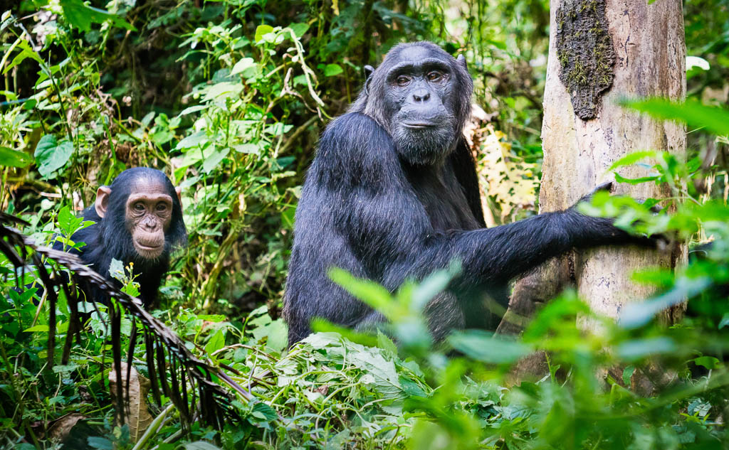 Chimpanzee Tracking in Kibale Forest