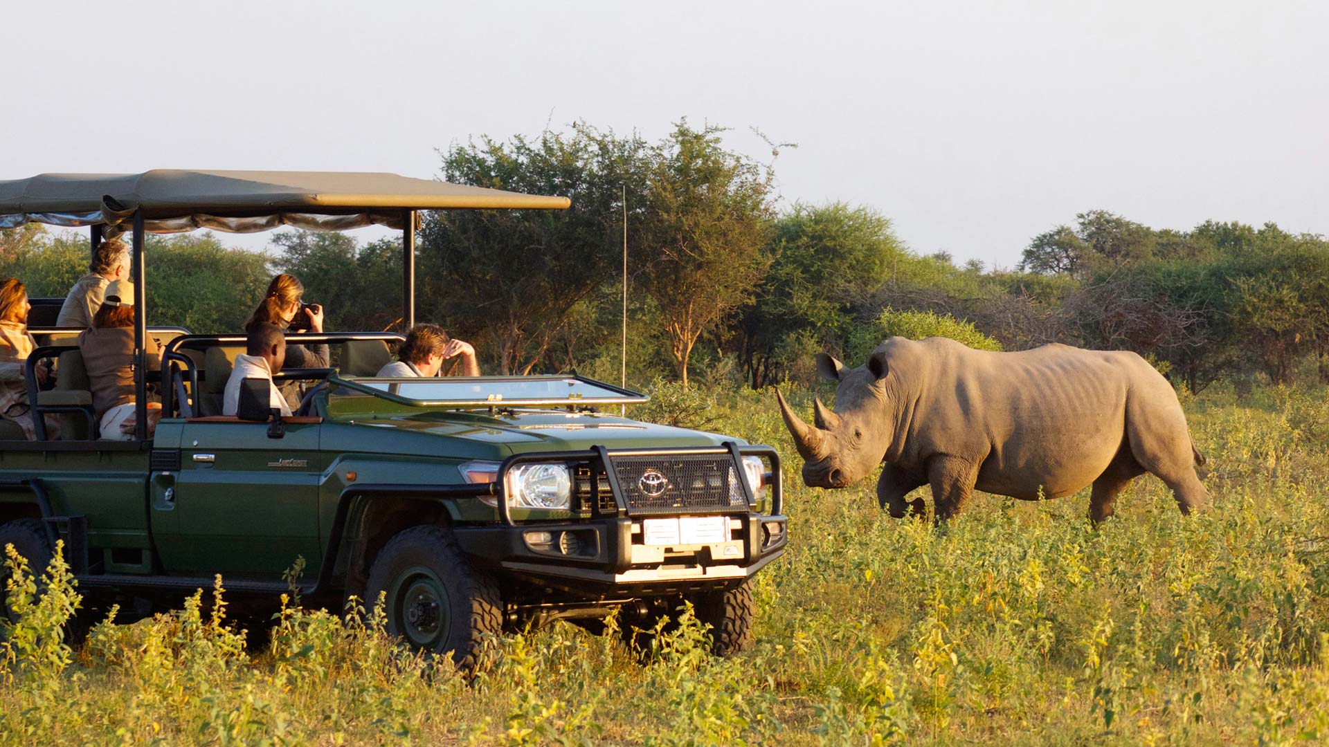 Safari Tours