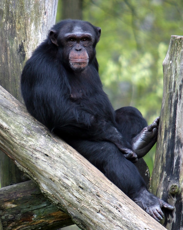 Chimpanzee