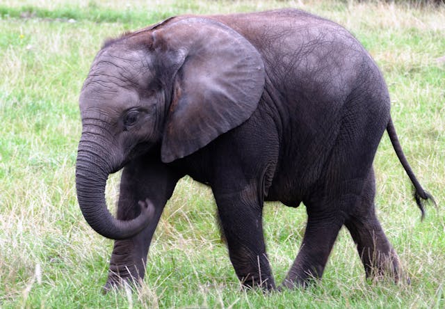 African Elephant