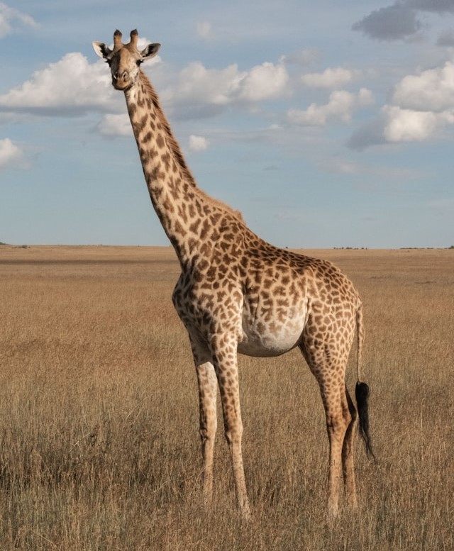 Rothschild's Giraffe