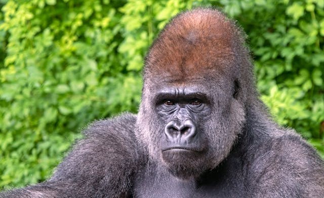 Mountain Gorilla