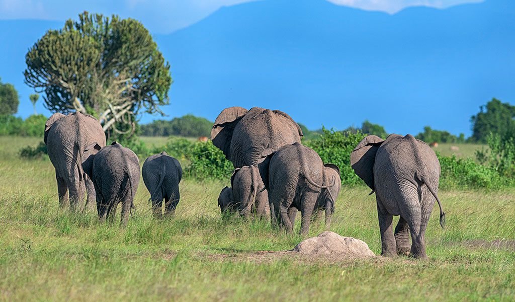 a family of elephants in Queen Elizabeth National Park