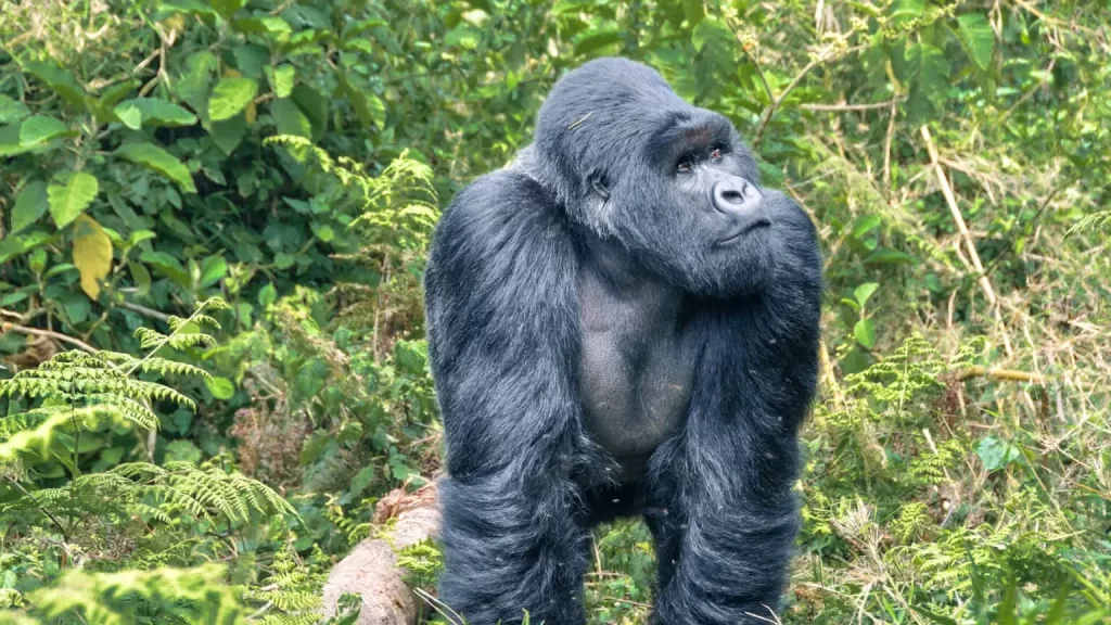 Gorilla safaris in Uganda