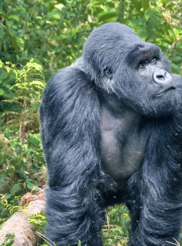 Gorilla safaris in Uganda