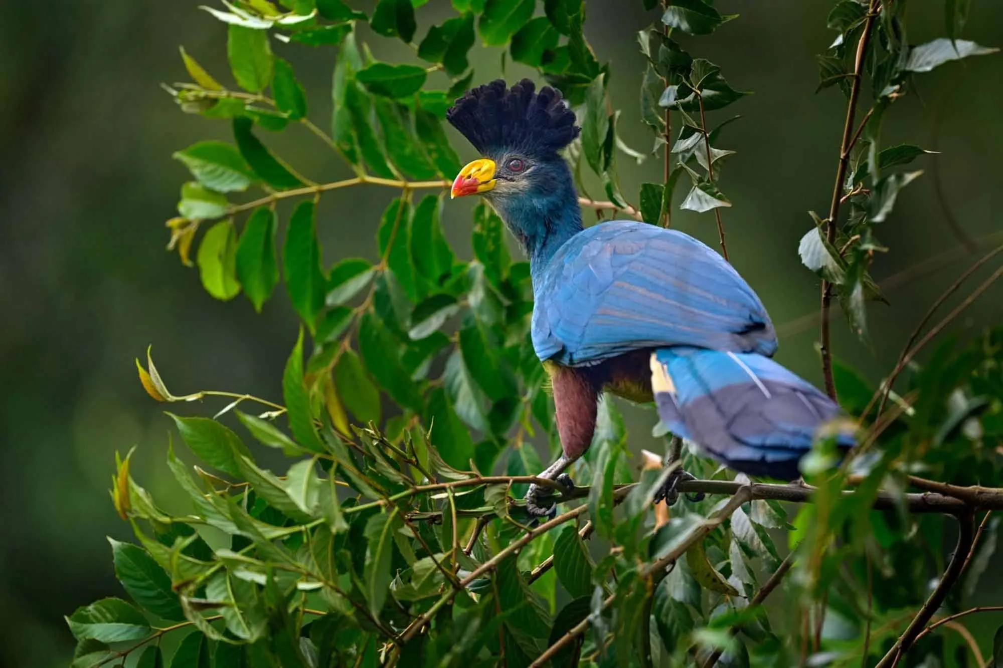 a great blue turaco in Kibale National Park