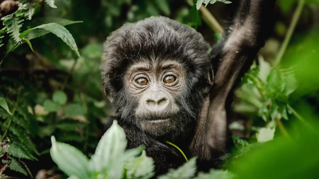 gorilla safaris in Uganda
