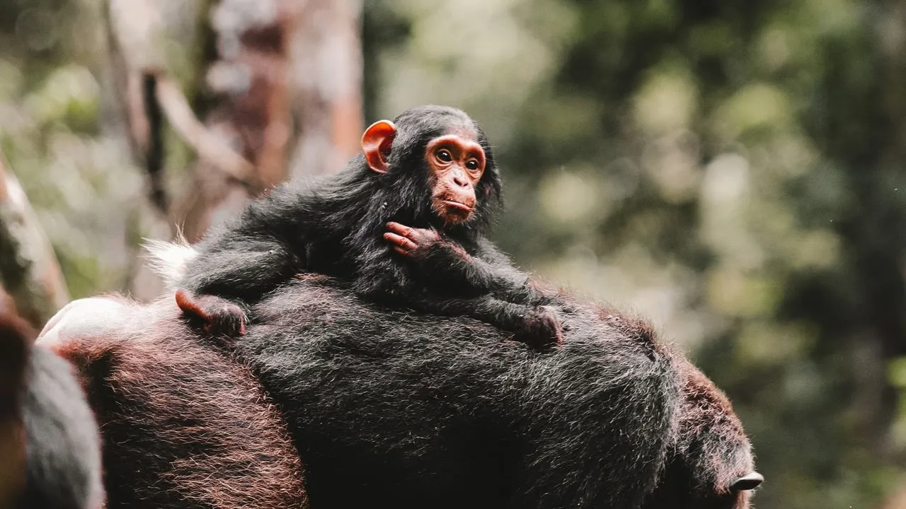chimpanzee baby in Kibale National Park