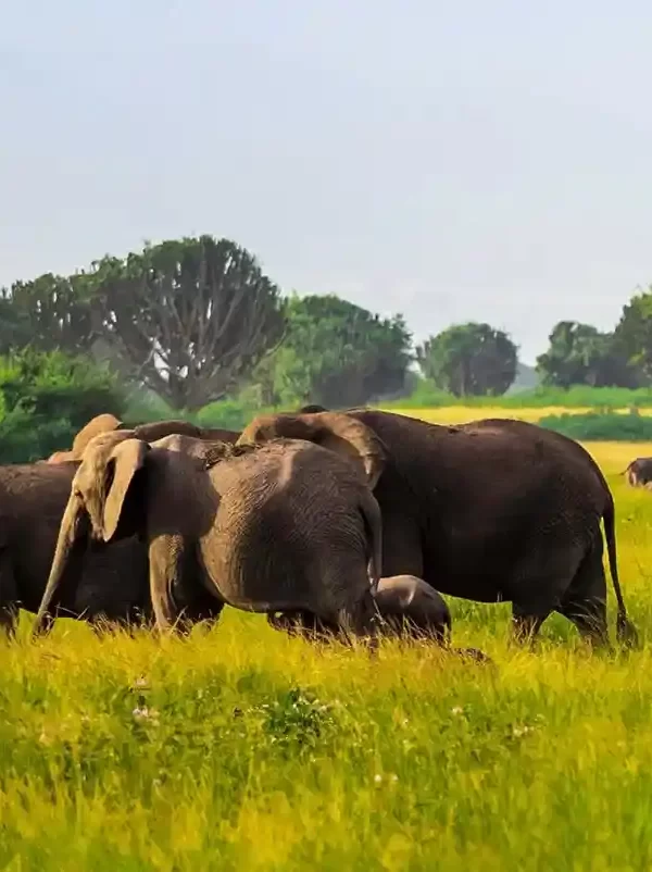 Queen Elizabeth national park