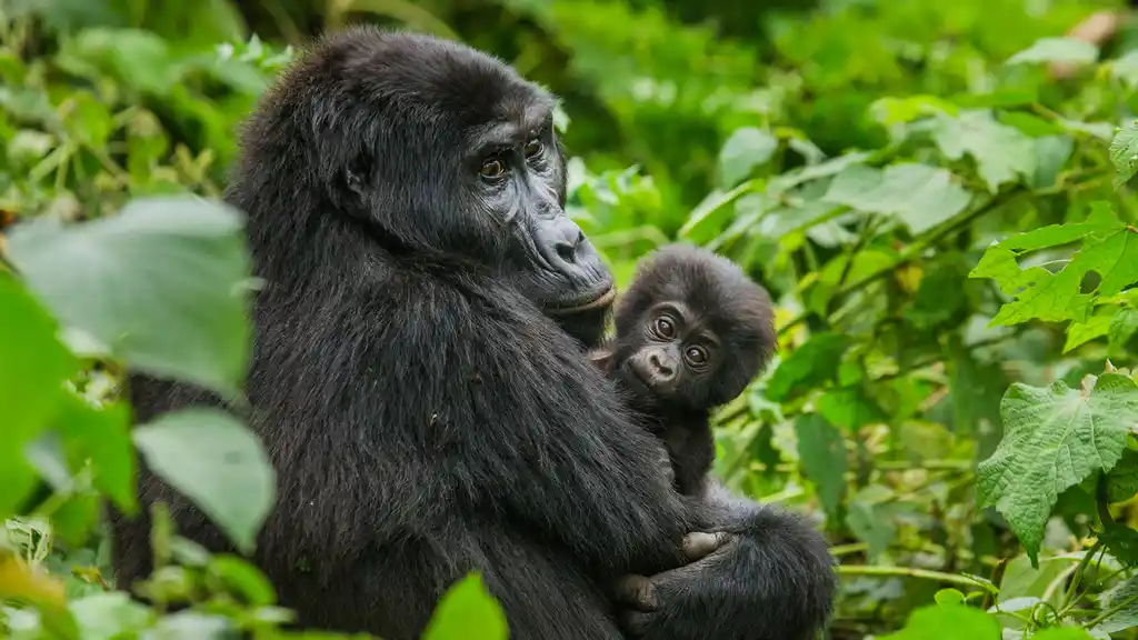 how tourism saves gorillas