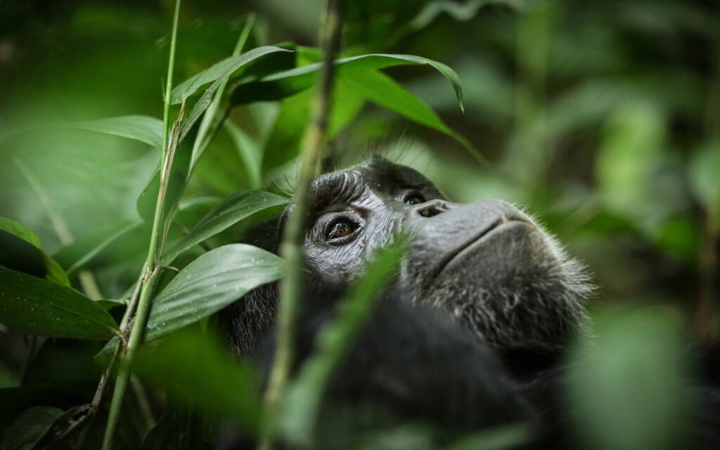 A chimpanzee in the green forest of Kibale National Park forest