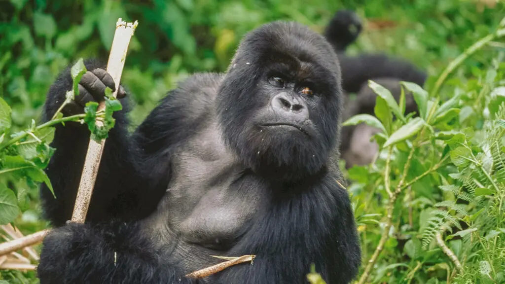 Gorilla Behaviour