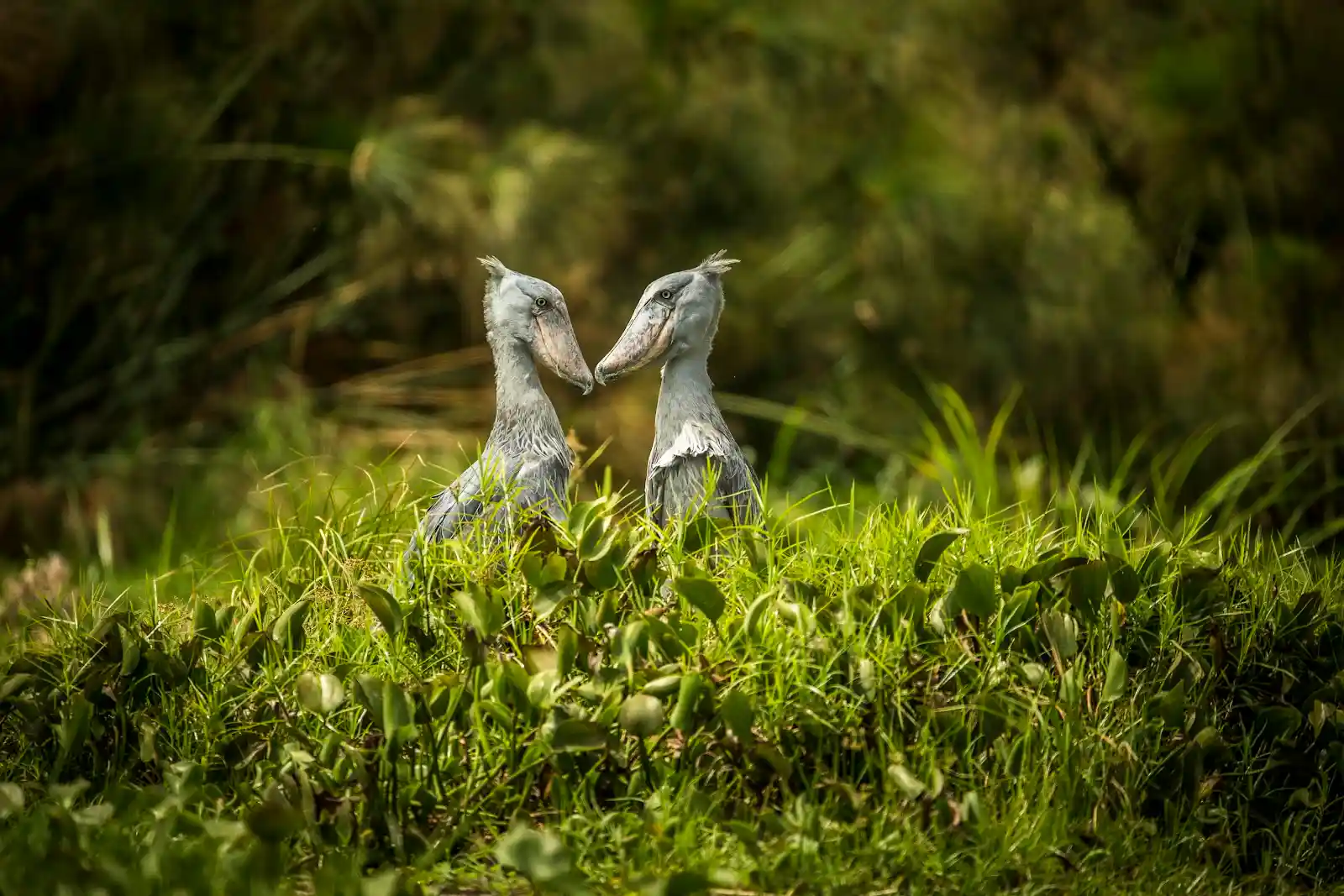birding in Uganda offers the best opportunity to see the shoebill stork