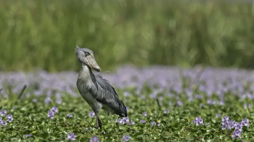 A shoebill bird in Mabamba Swamp near Entebbe