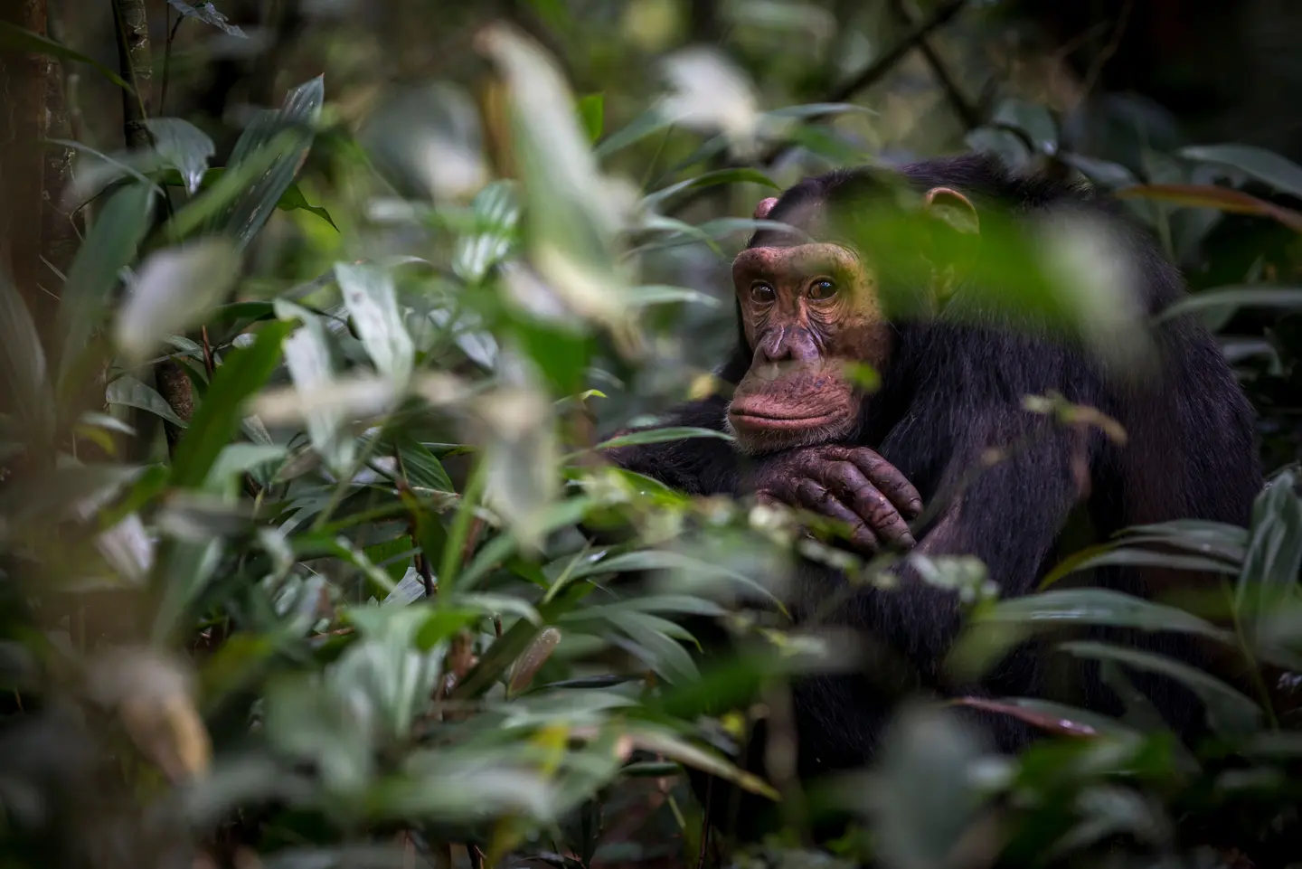 Uganda safaris