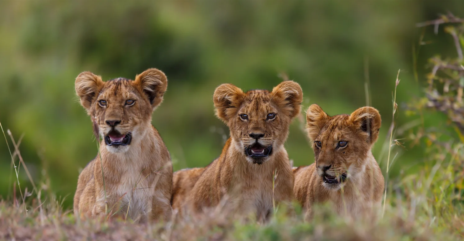 Orugano Safaris