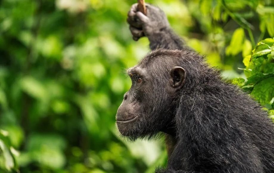 Chimpanzee trekking