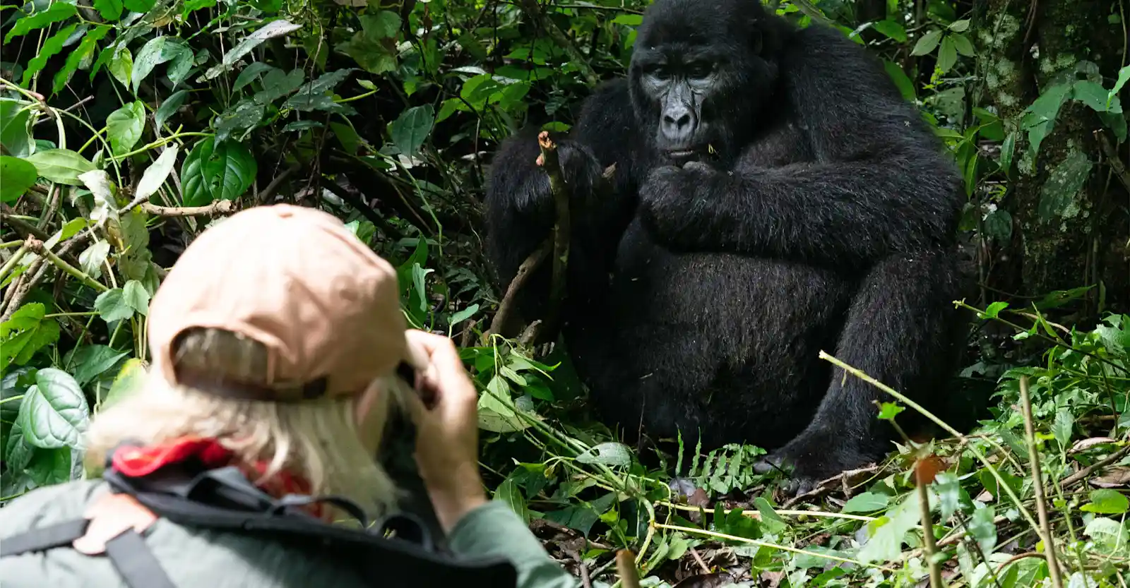 gorilla photography