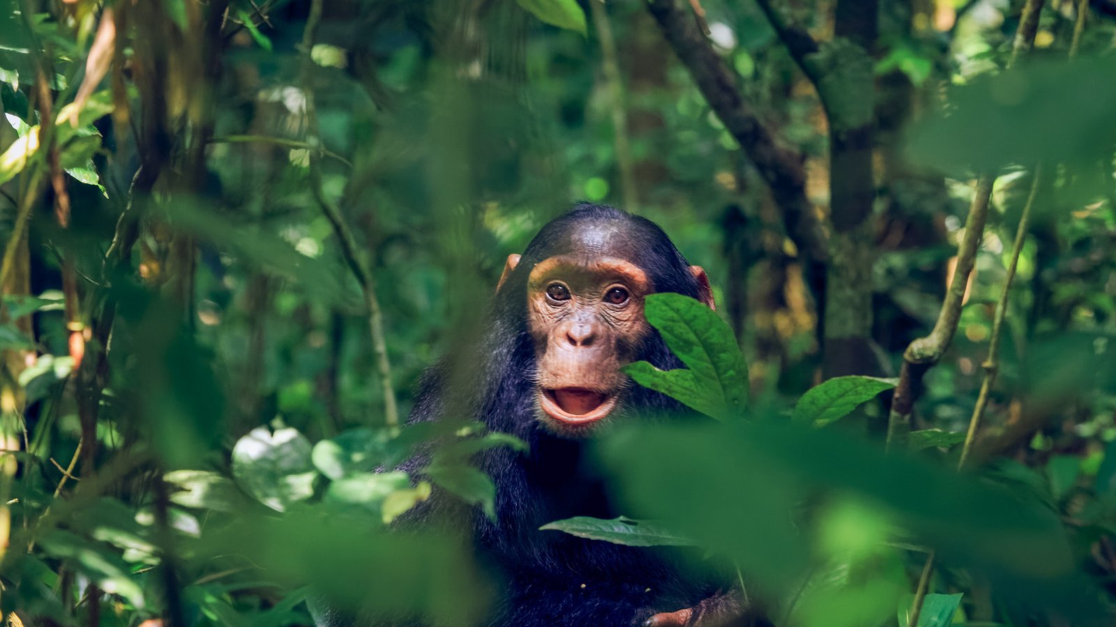 Junile Chimpanzee in Kibale National Park