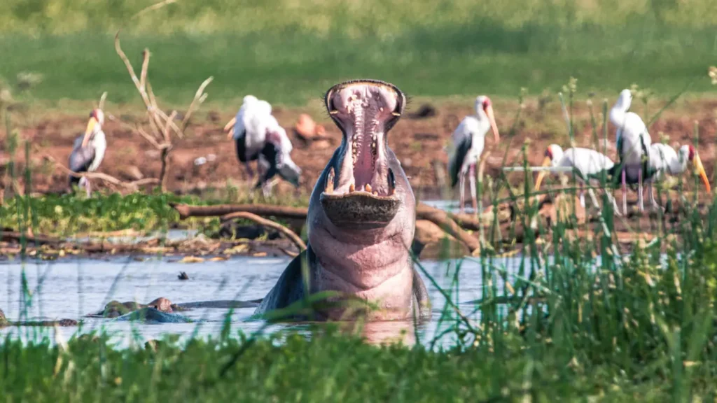 Hippo in Queen Elizabeth National Park