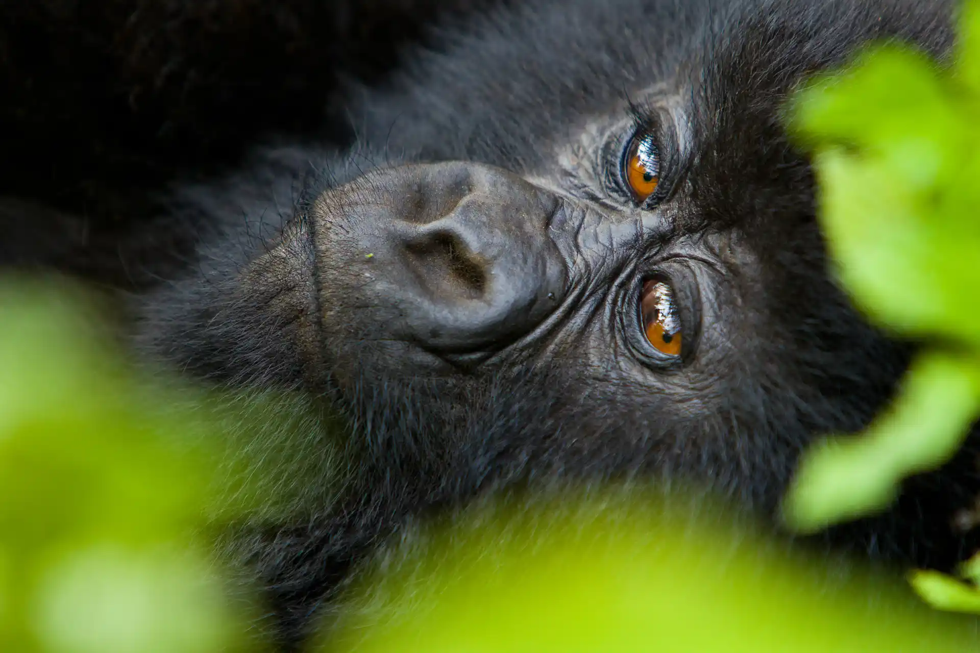 Rwanda safaris