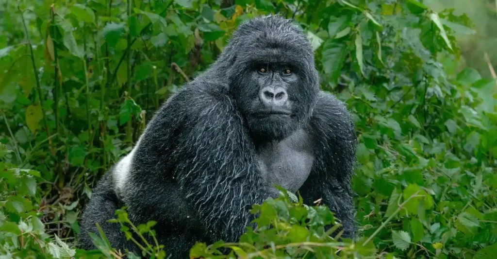 Gorilla trekking photography