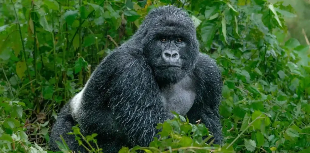Gorilla trekking photography