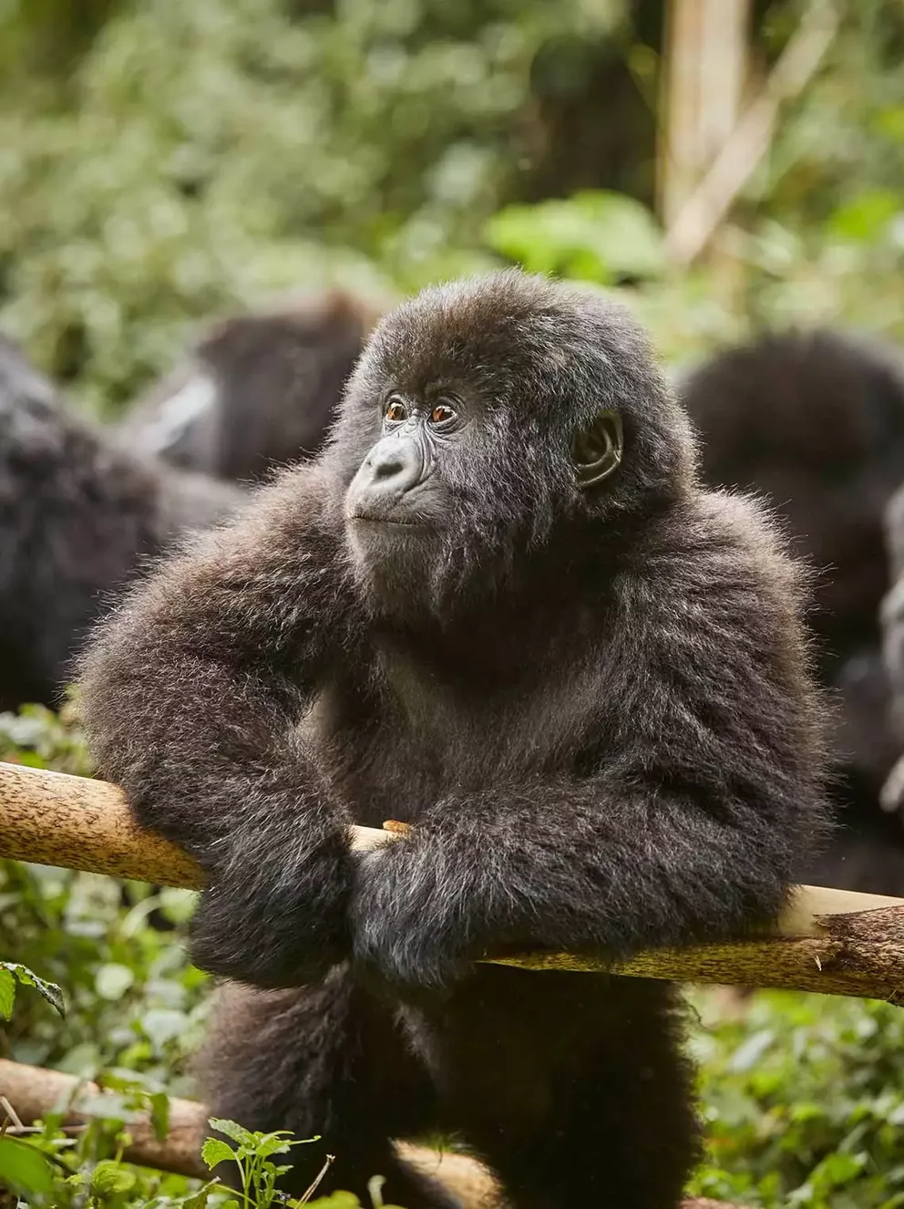gorilla trekking permits