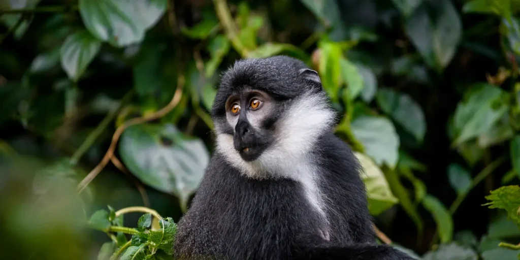 Bwindi Impenetrable Forest National Park