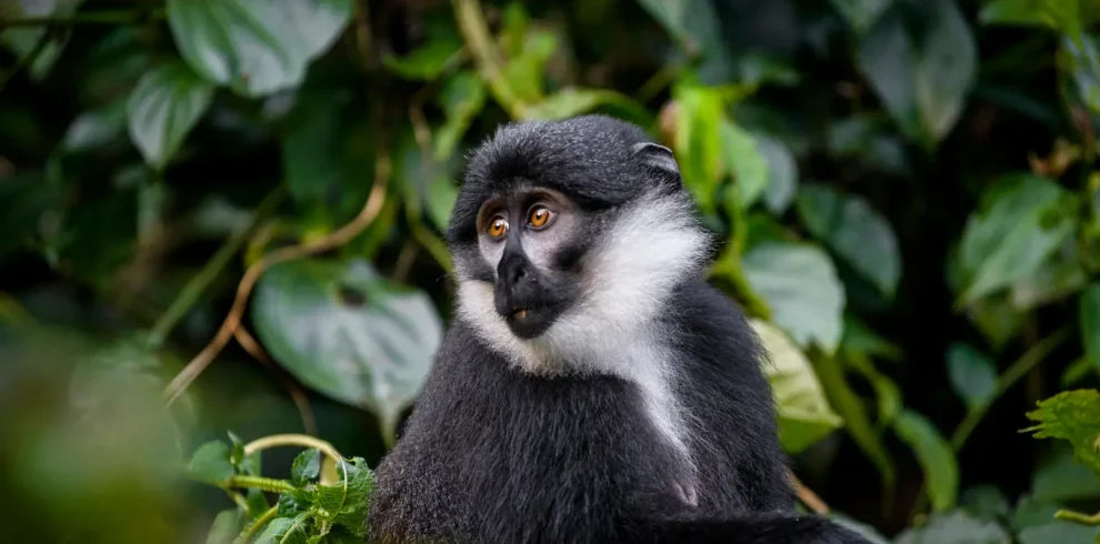 Bwindi Impenetrable Forest National Park
