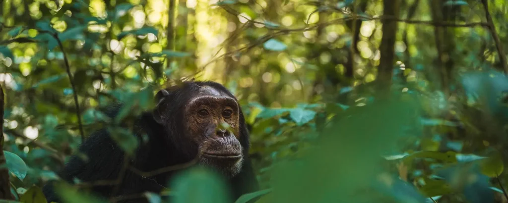 Destinations In Uganda and Rwanda