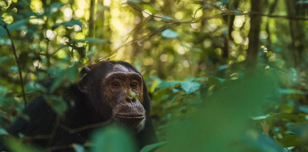 Destinations In Uganda and Rwanda