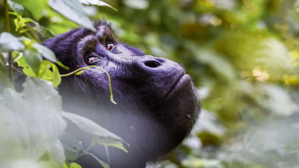 Gorilla in Bwindi Uganda; combing Rwanda and Uganda tours