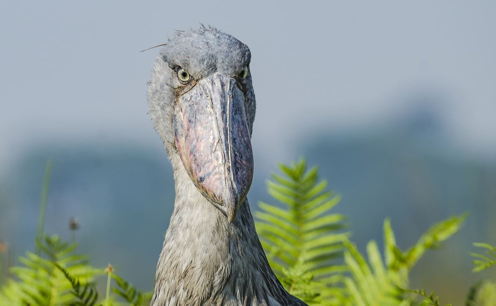 Mbamba Swamp Sheobills