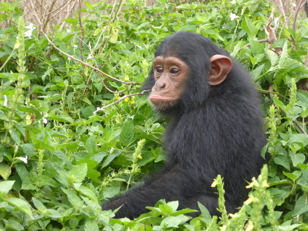 Ngamba Island Chimpanzee Sanctuary