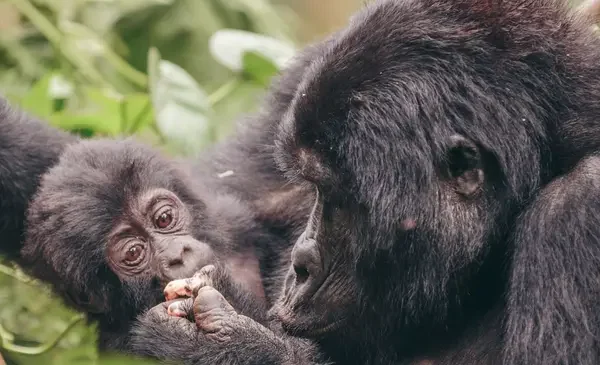 Orugano Safaris-Uganda-Gorilla-trek-020-2560