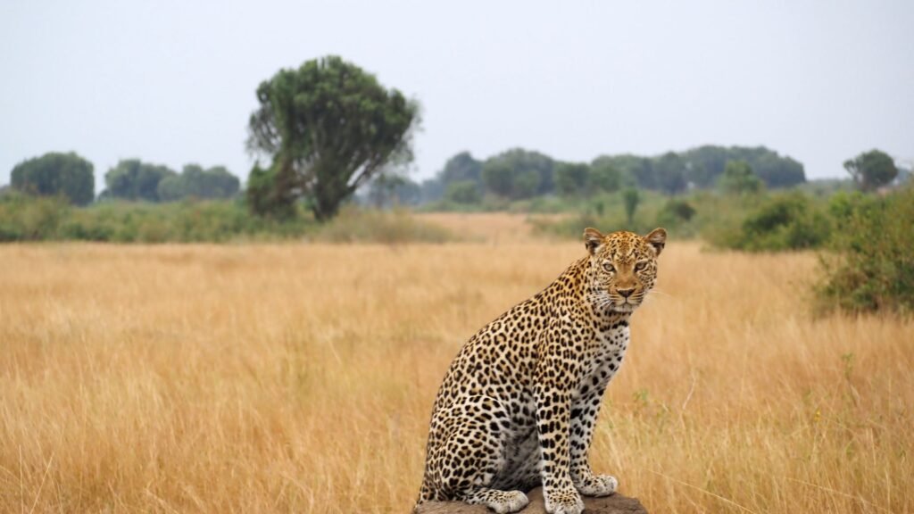 A leopard in Queen Elizabeth National Park in Uganda