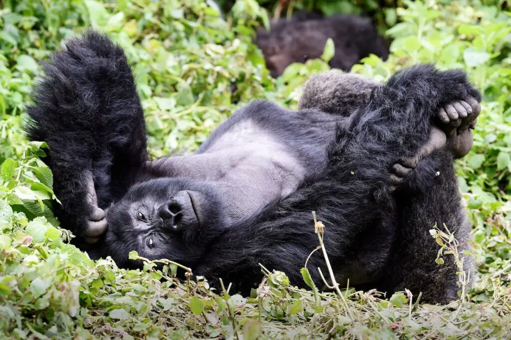 Rwanda and Uganda tours