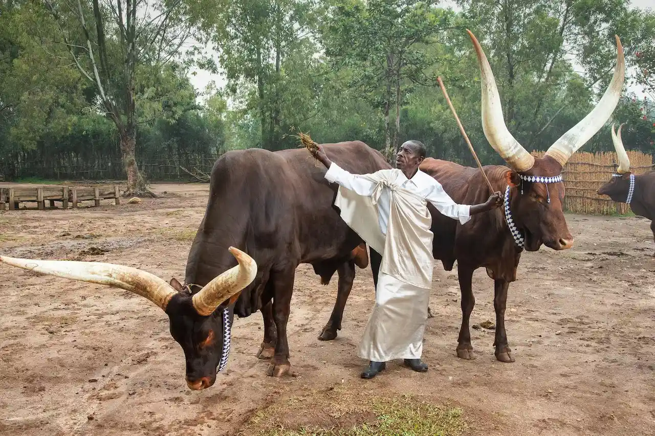 iryambo cow in Rwanda