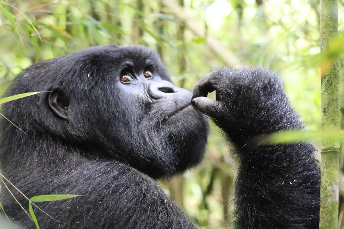 Combining gorilla trekking with a Serengeti Safari, a mountain gorilla in Bwindi Impenetrable National Park