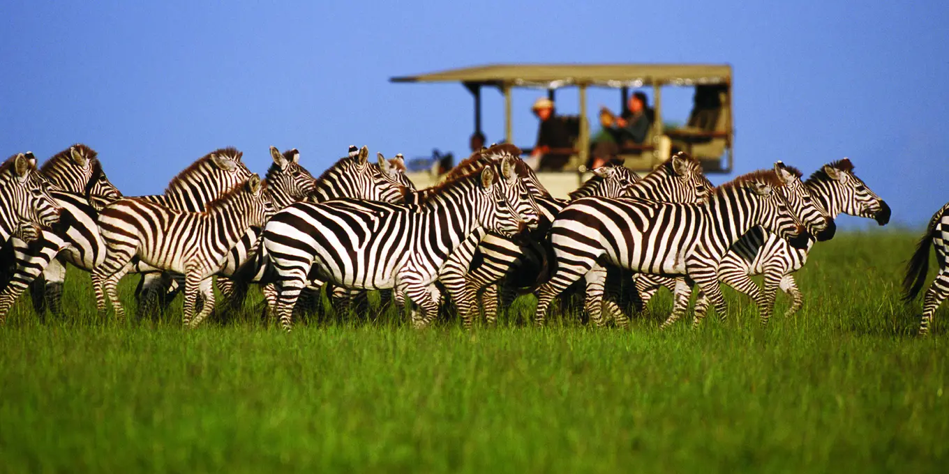 Visitors on a game drive in Serengeti National Park of Tanzania