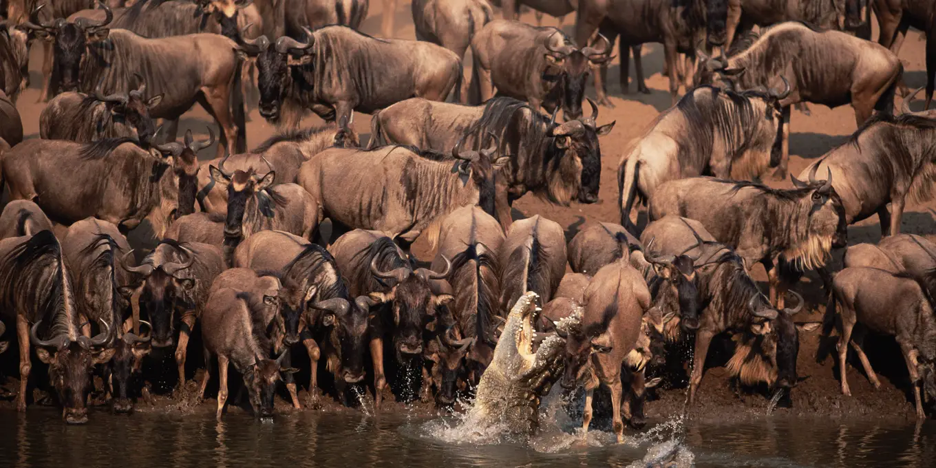 wildebeest-migration-river-crossing-serengeti-safaris