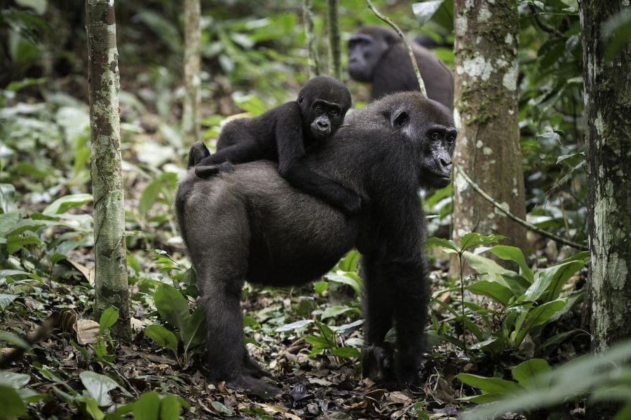 western lowland gorilla in Republic of Congo