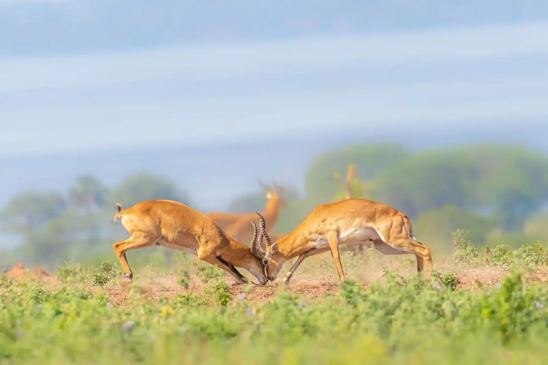 Uganda kobs in Murchison Falls National Park