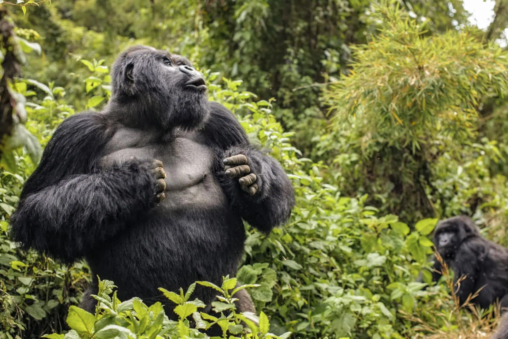 a male mountain gorilla in Bwindi Impenetrable Forest in Uganda