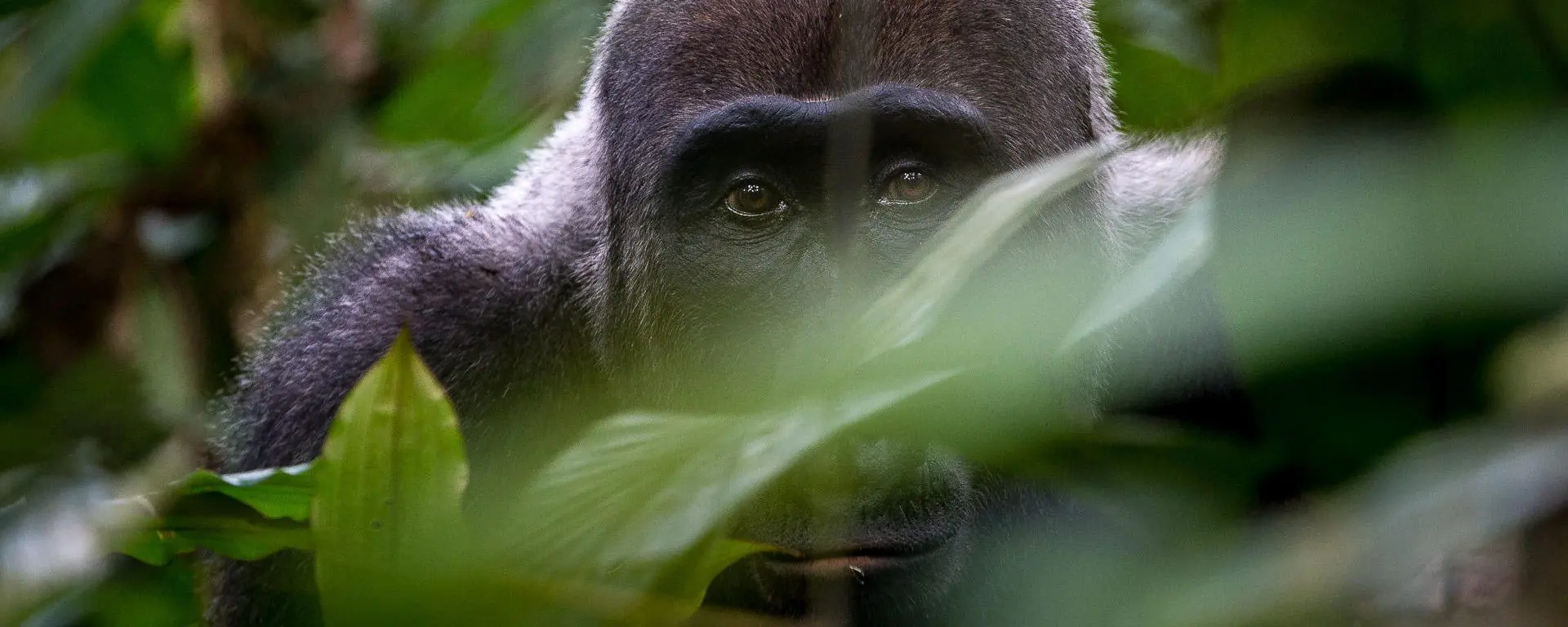 western lowland gorilla, where to see wild gorillas in Africa
