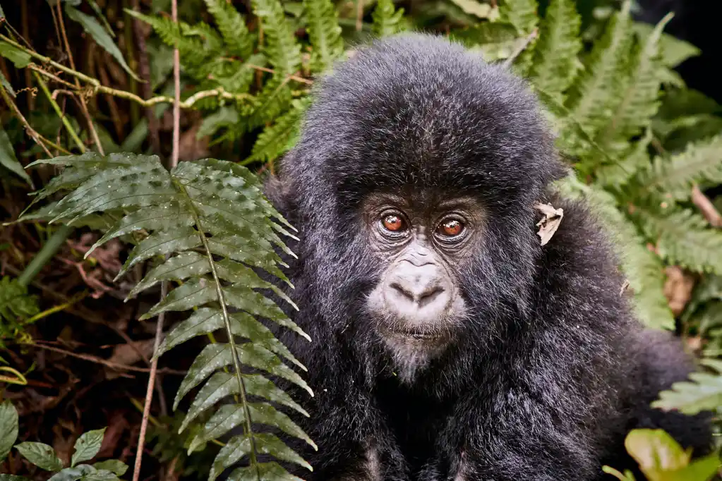 mountain gorilla in Virunga National Park, where to see wild gorillas in Africa
